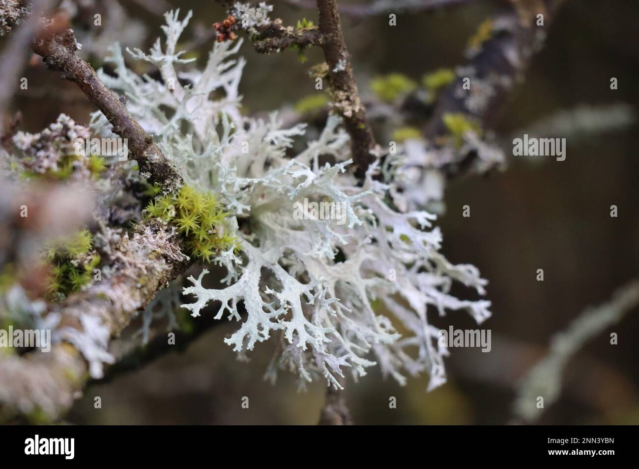 Eichmoss Flechten und Sternmoss auf einem Strauß Stockfoto