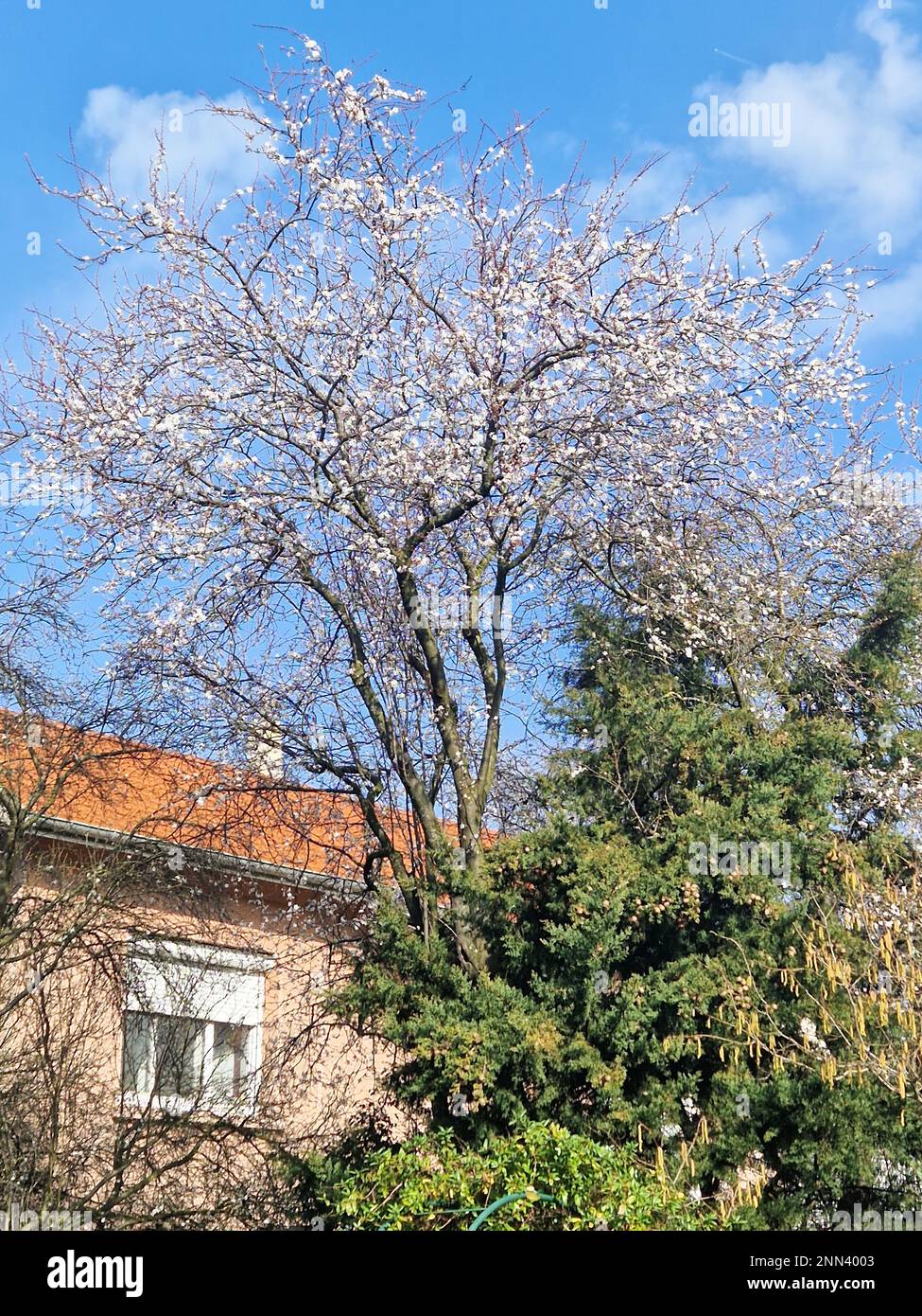 Frühlingsblüte, Bron, Rhone, AURA Region, Frankreich Stockfoto