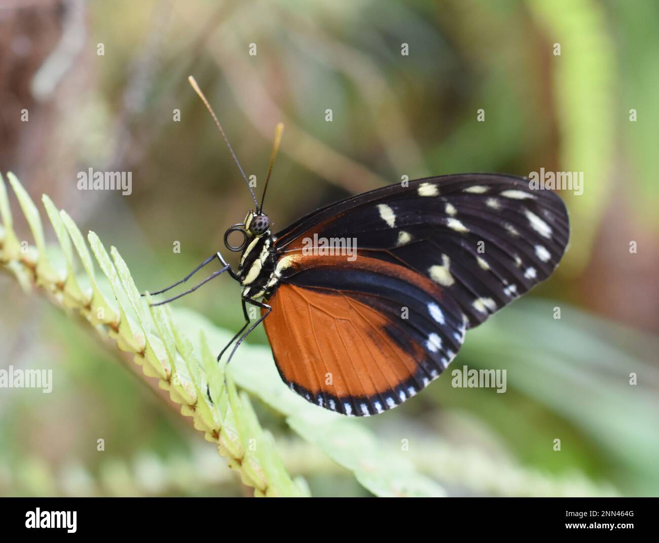 Der lange Tiger-Schmetterling Heliconius Hecale sitzt auf einem Blatt Stockfoto