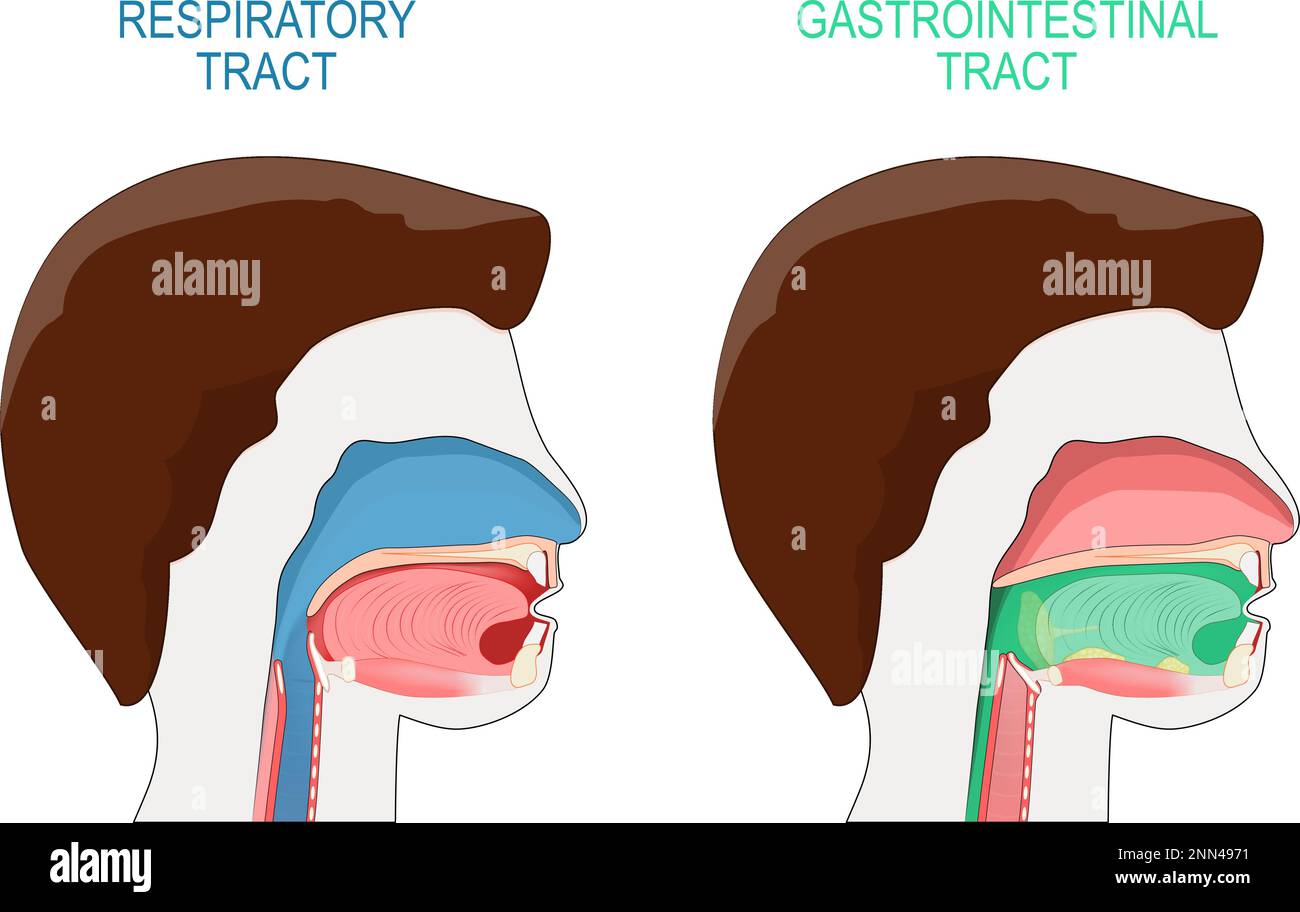 Gastrointestinaltrakt und Atmungssystem. Querschnitt eines menschlichen Kopfes. Atemfluss. Inhalationsvorgang und Schluckvorgang Stock Vektor