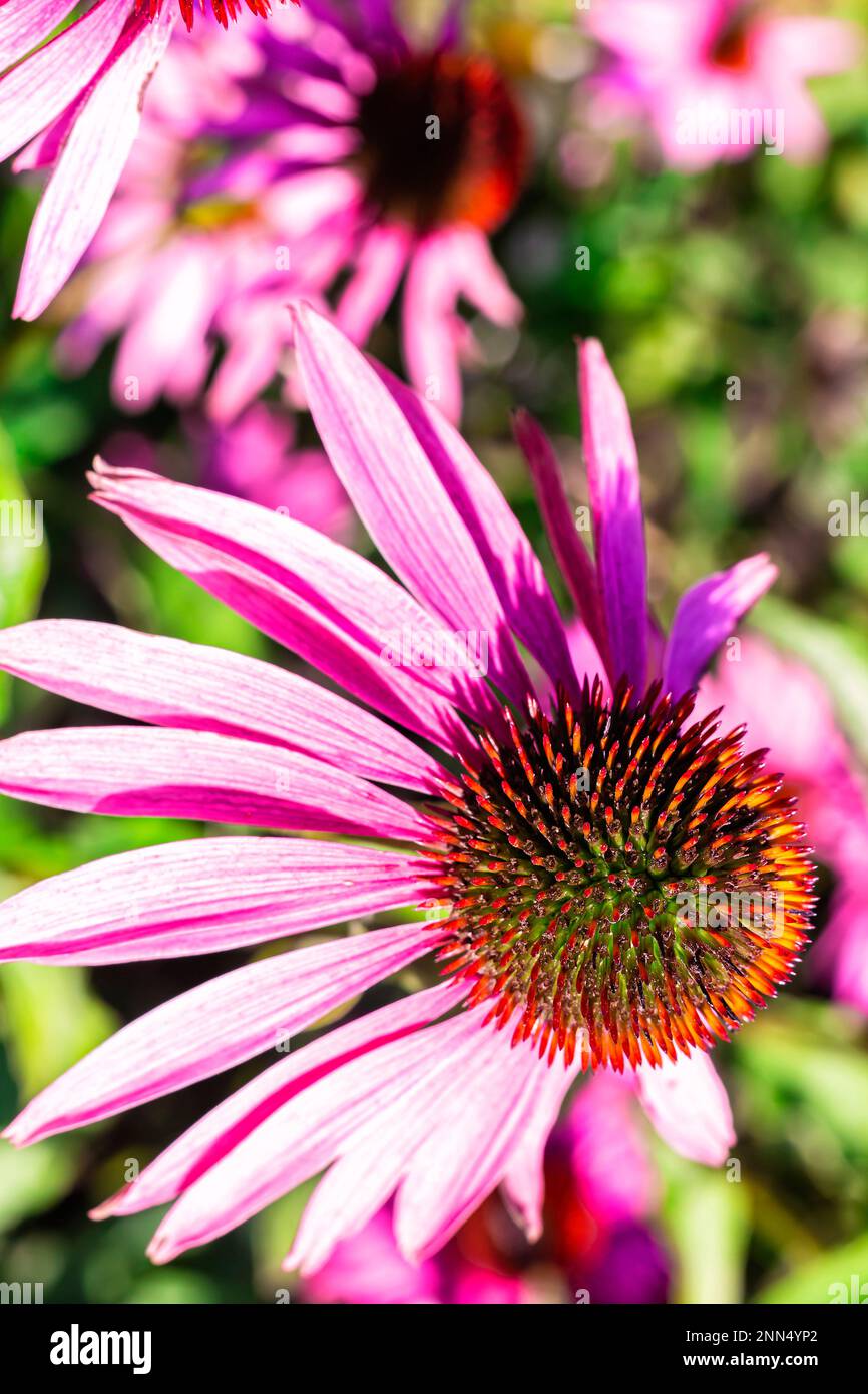 Nahaufnahme Lila Kegelblume schwarz-äugige Susans auf grünem Hintergrund mit Bokeh, selektiver Fokus. Lila und rosa schwarz Augen susan Blumen wachsen wild ich Stockfoto