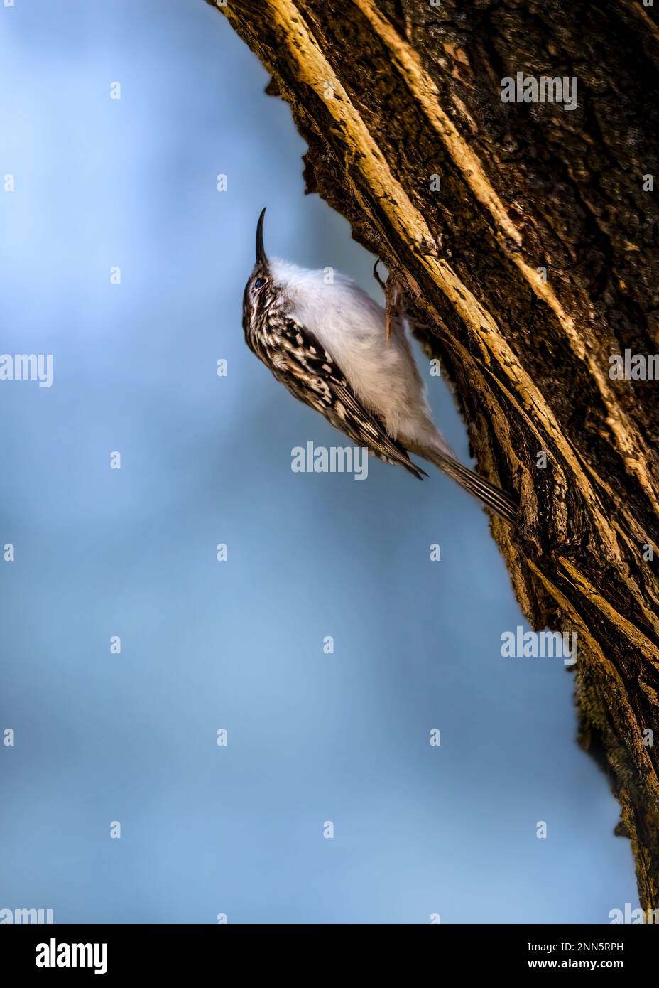 Nahaufnahme eines winzigen eurasischen Baumeisters, der einen Baum hochklettert, von der Seite, cooles Bokeh, Kopierraum, Negativraum Stockfoto