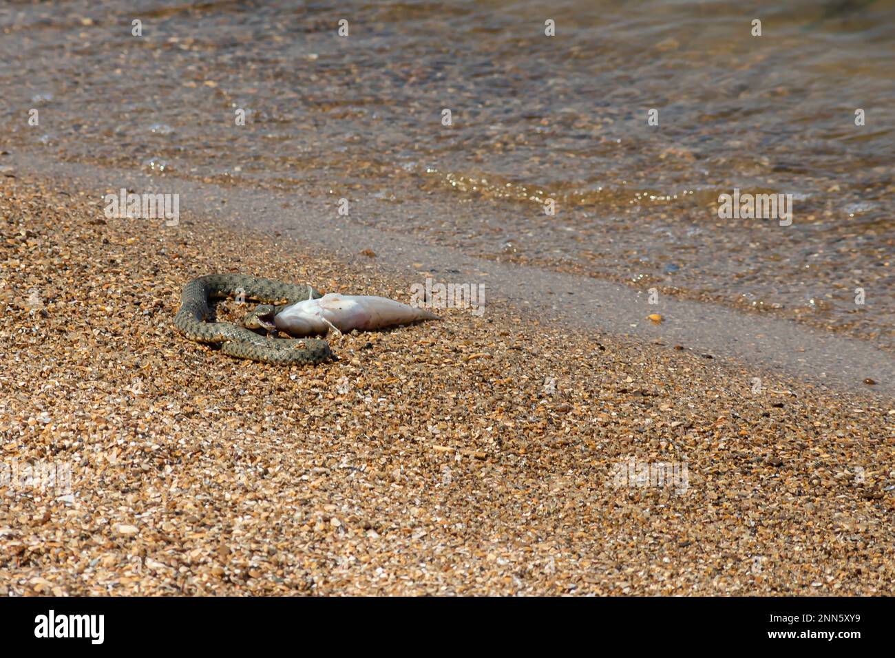 Wasserschlange Natrix tessellata am Strand. Stockfoto