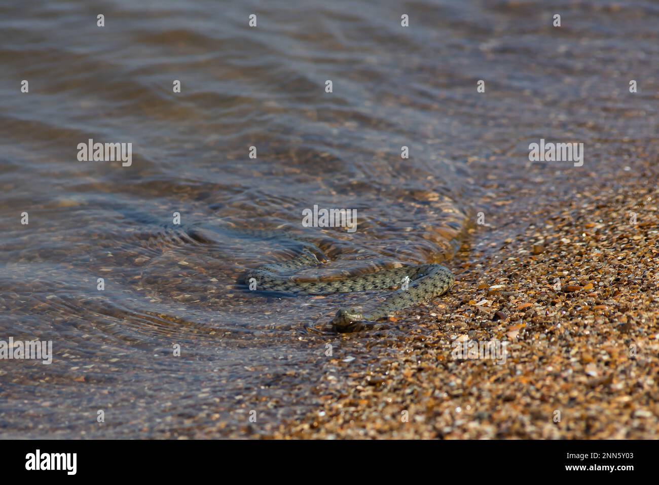 Wasserschlange Natrix tessellata am Strand. Stockfoto