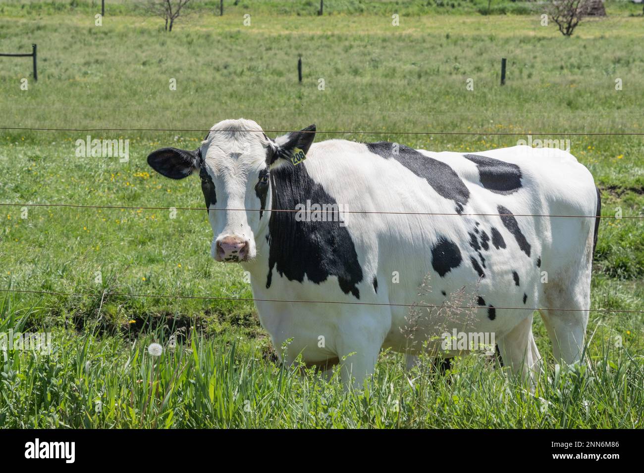 Holstein-Kuh auf der Weide auf Lancaster County, Pennsylvania, Tagebuchfarm. Stockfoto