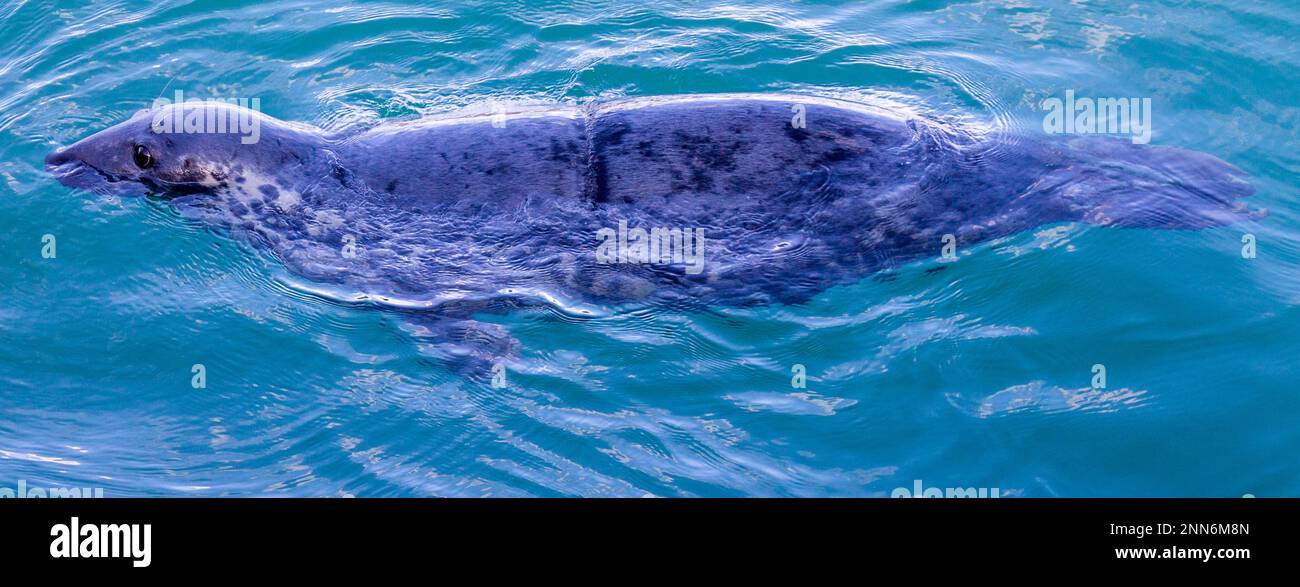 Graue Seehunde Halichoerus grypus mit Netzwunde durch weggeworfenes Netz. Stockfoto