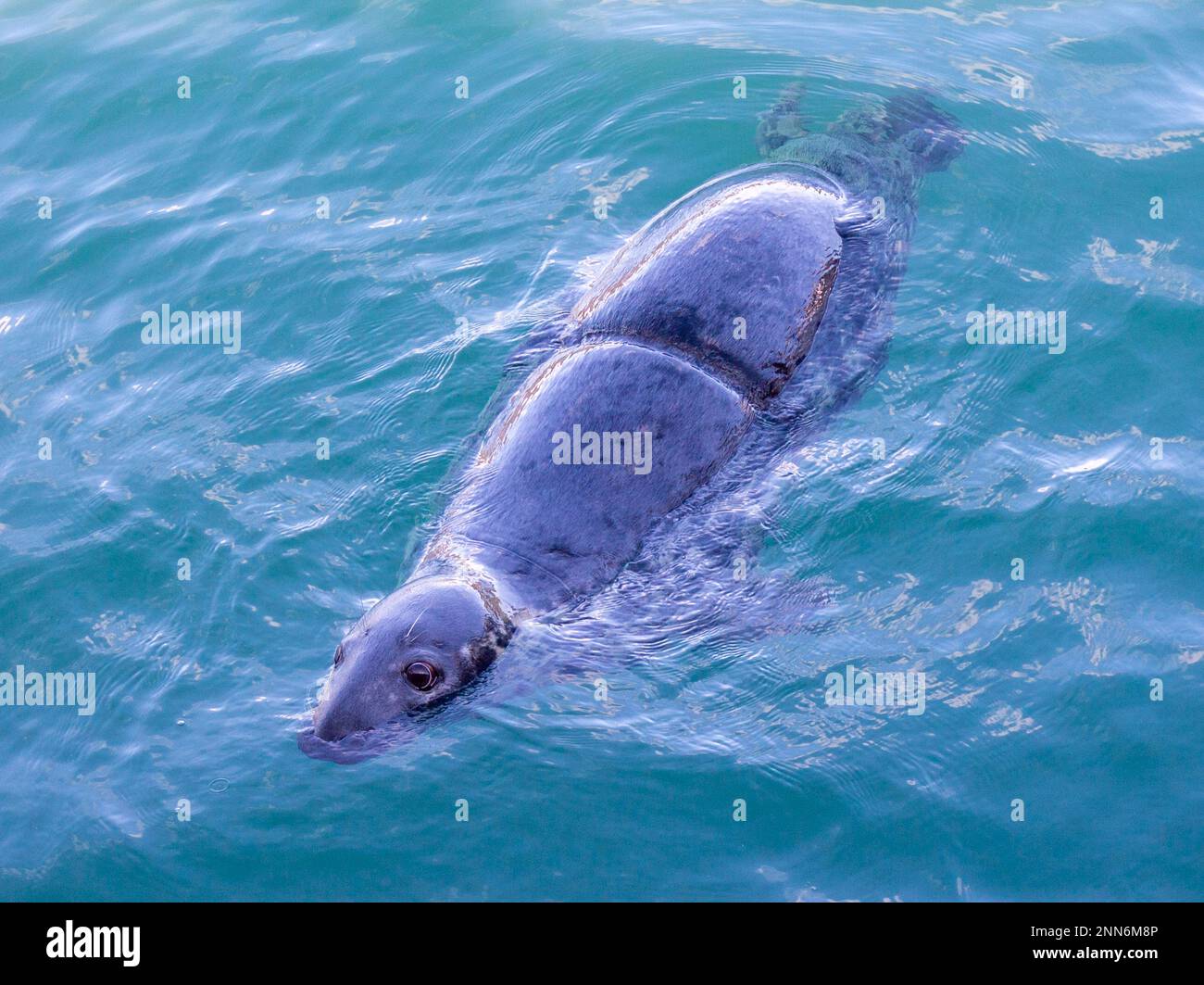 Graue Seehunde Halichoerus grypus mit Netzwunde durch weggeworfenes Netz. Stockfoto