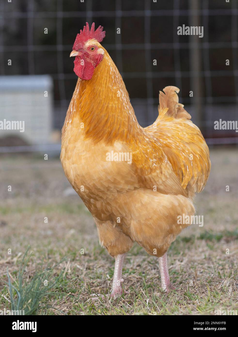 Der goldene Hahn steht wirklich stolz auf einem grasbedeckten Feld Stockfoto