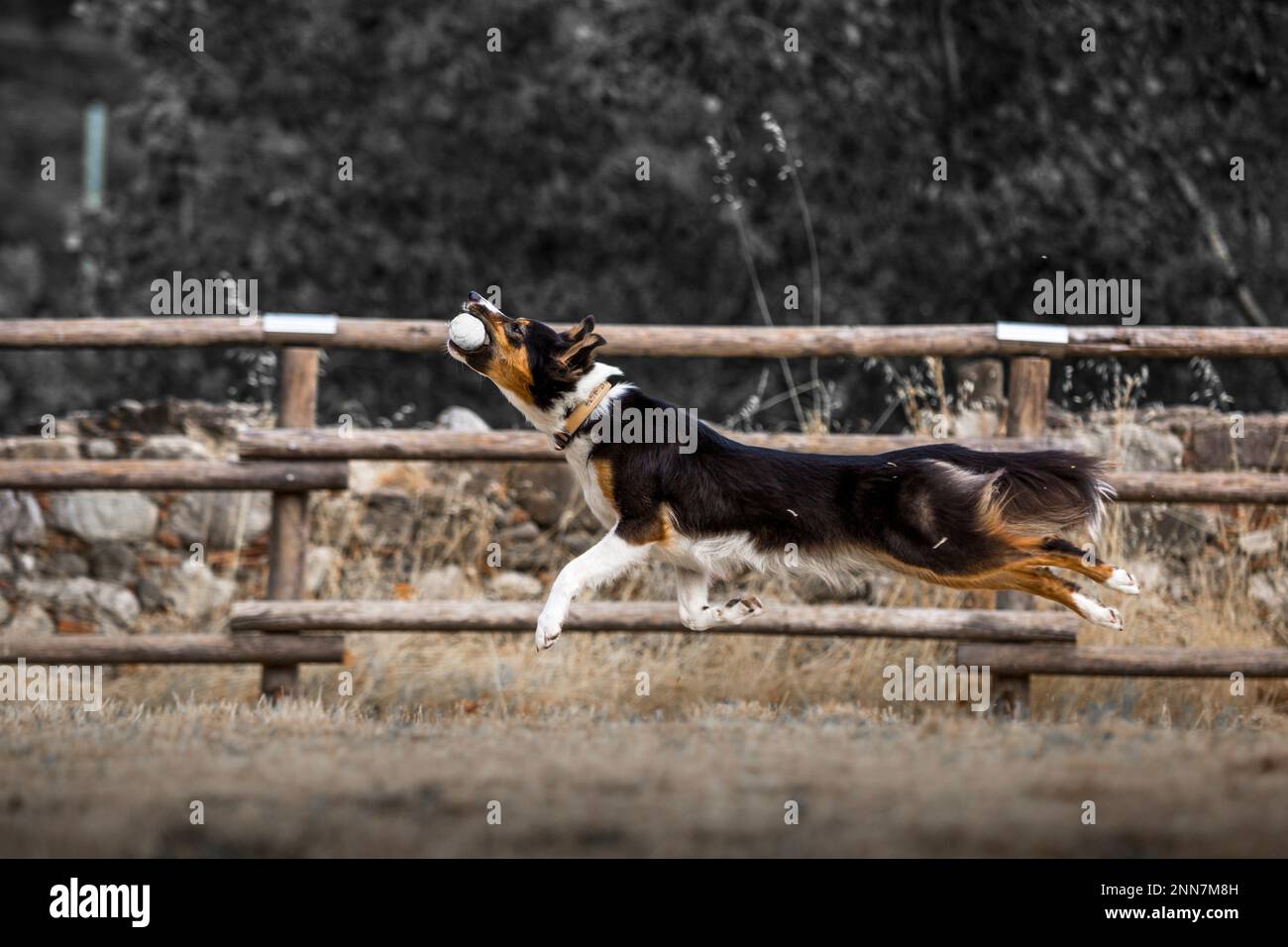 Schöne Hunde Stockfoto