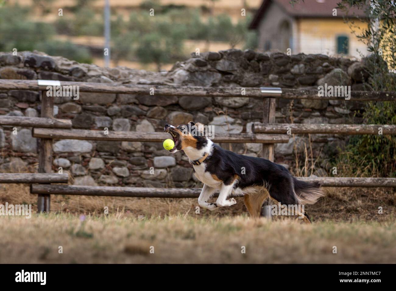 Schöne Hunde Stockfoto
