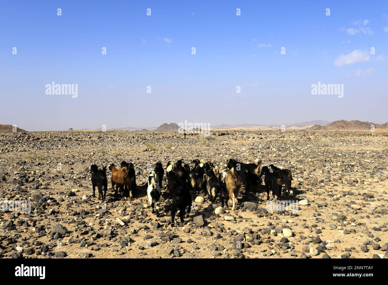 Beduinenziegen in Wadi Feynan, Al-Sharat, Wadi-Araba-Wüste, Südmittjordanien, Naher Osten Stockfoto
