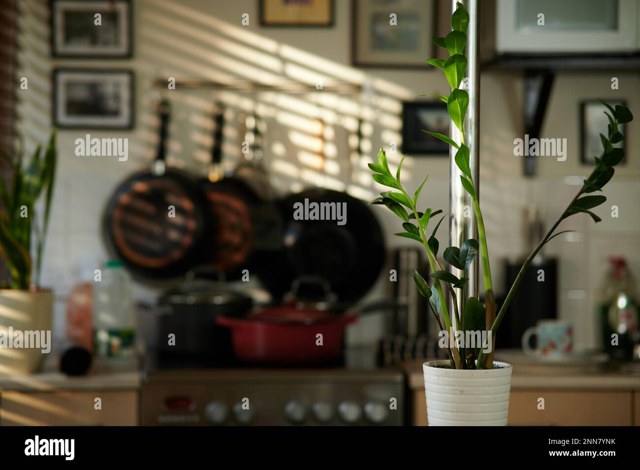 Innenraum mit ZZ-Pflanze und Metallstange im seitlichen Vordergrund und verschwommenem hellen Hintergrund der Küche und Sonnenschein durch Jalousien Stockfoto