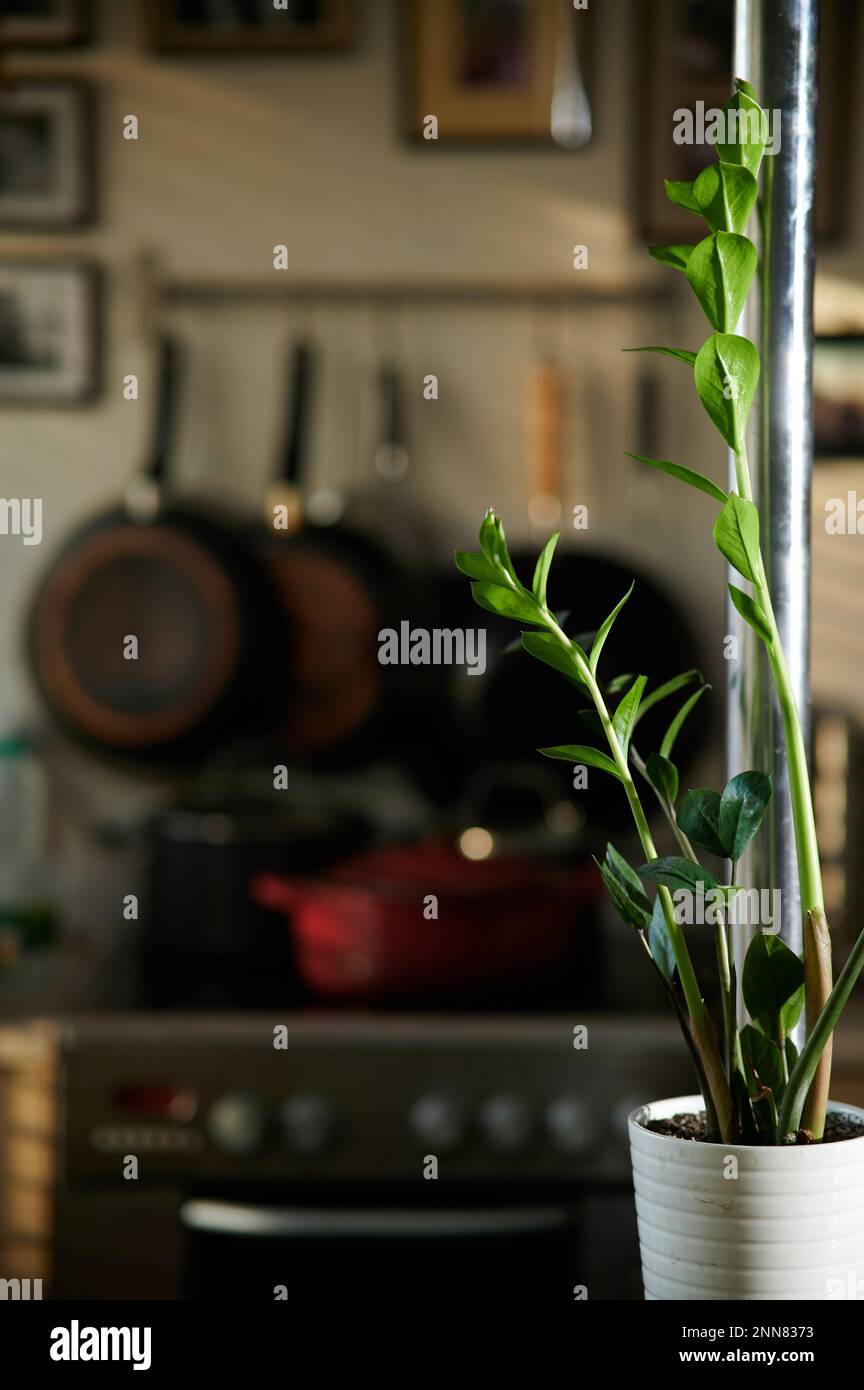 Innenraum mit ZZ-Pflanze und Metallstange im seitlichen Vordergrund und verschwommenem hellen Hintergrund der Küche und Sonnenschein durch Jalousien Stockfoto