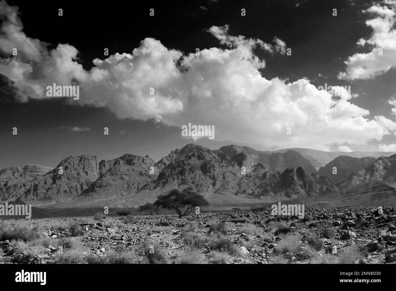 Blick über die felsige Hamada-Landschaft in Wadi Feynan, Al-Sharat, Wadi Araba-Wüste, Südmitte Jordanien, Naher Osten. Stockfoto