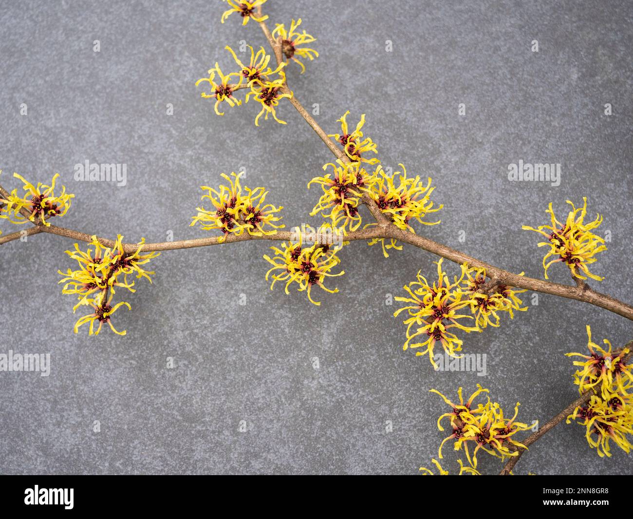 Nahaufnahme des wunderschönen Frühlings blühenden Hamamelis Mollis, auch bekannt als Hexe Hazel gelbe Blumen. Auf grauem Steinhintergrund. Stockfoto