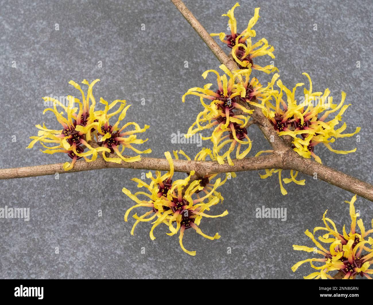 Nahaufnahme der gelben Hamamelis Mollis Blumen im Frühling auf grauem Steinhintergrund. Es ist auch bekannt als Hexe-Hazel-Blüten Stockfoto