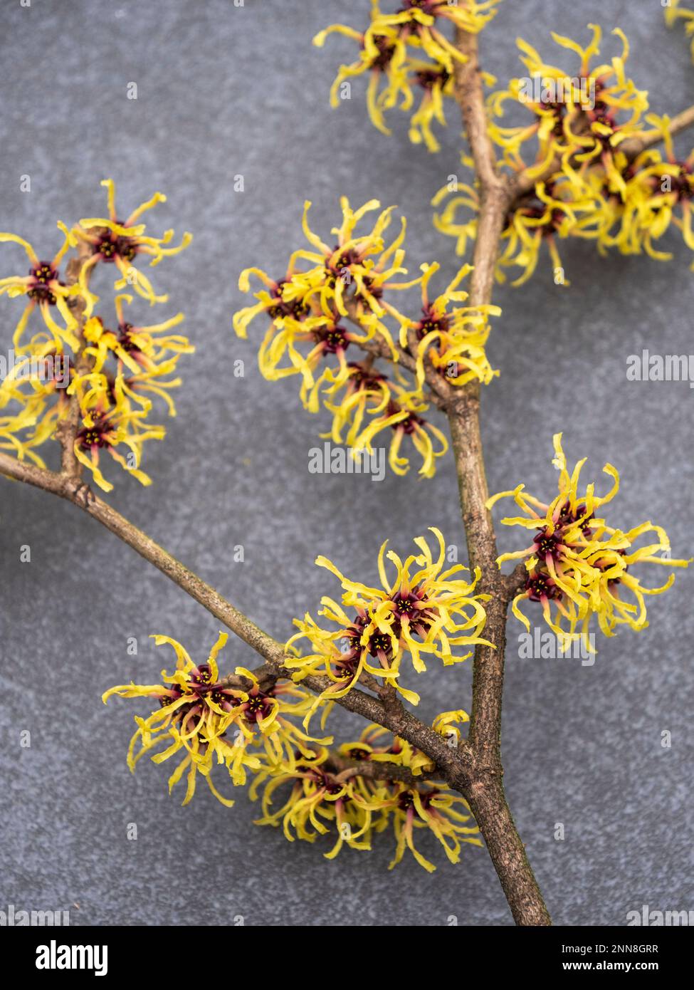 Nahaufnahme einer gelben Hamamelis-mollie-Blume im Frühling auf grauem Steinhintergrund. Es ist auch bekannt als Hexe-Hazel-Blüten Stockfoto