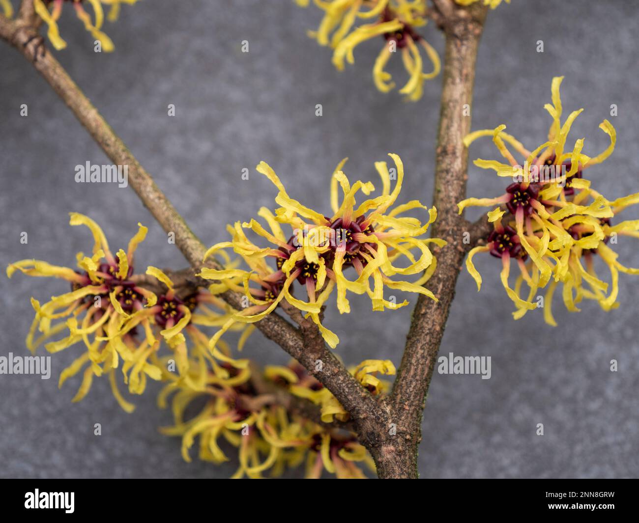 Nahaufnahme gelber Hamamelis Mollis-Blumen im Frühjahr auf grauem Hintergrund. Es ist auch bekannt als Hexe-Hazel-Blüten. Stockfoto