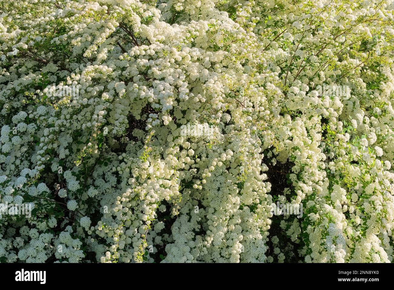 Sträucher weißer Blüten. Vogelkirschblüten. Landschaft und Busch. Blumengarten. Weiße romantische Blumen. Stockfoto