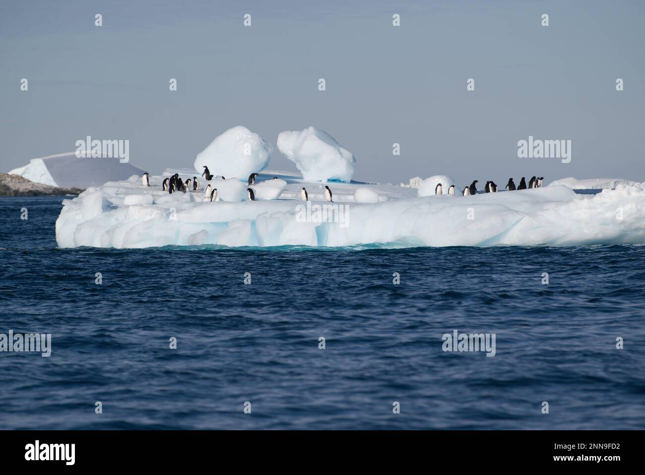 Adelie-Pinguine auf einer Eisscholle - Antarktis Stockfoto