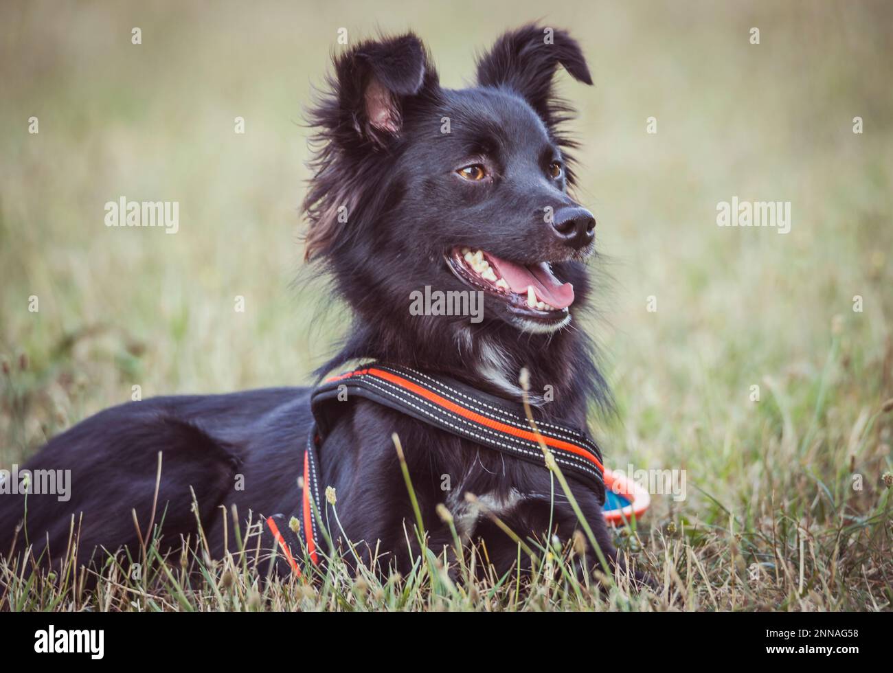 Schöne Hunde Stockfoto