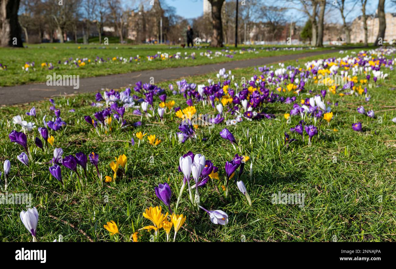 Frühlingskrokusse in Blüte in Sonnenschein, Leith Links Park, Edinburgh, Schottland, Großbritannien Stockfoto