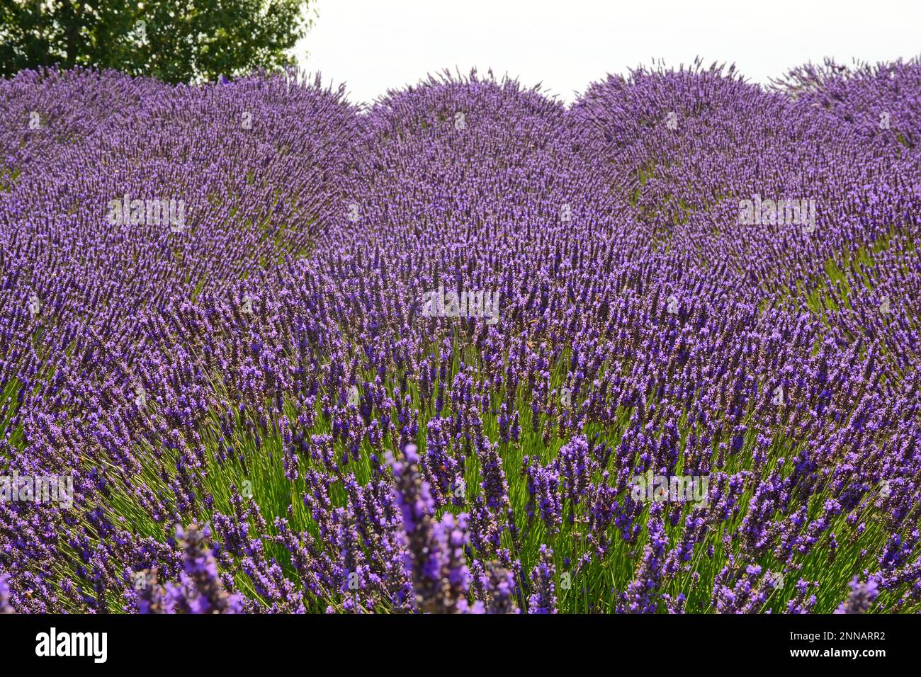 Lavendelfelder in Washington, USA Stockfoto