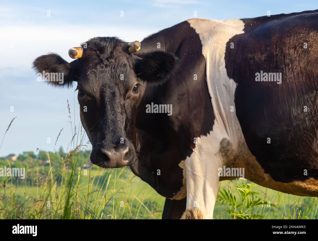 Die Kuh grast im Sommer auf einer Weide gegen den Himmel Stockfoto