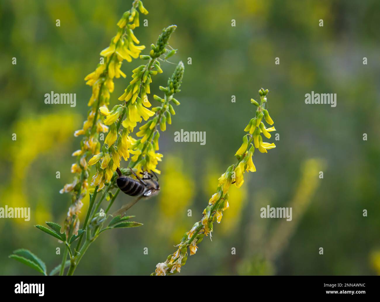 Biene auf gelben Wildblumen sammelt Nektar und Pollen Stockfoto