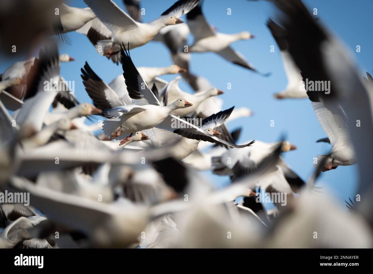 Ein Blick in die Schar von Schneegänsen Stockfoto