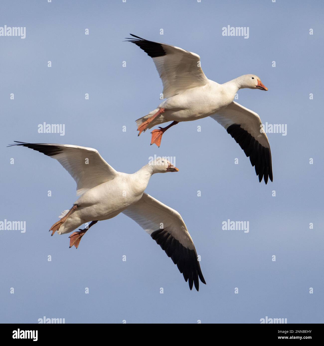 Zwei Schneegänse, die gegen starken Wind gleiten. Stockfoto