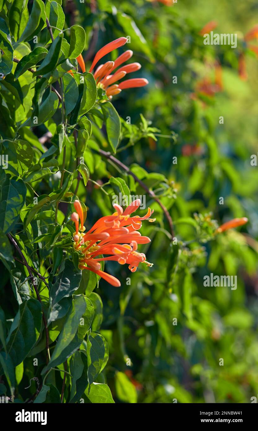 Die orangefarbenen Pyrostegia venusta-Blumen Stockfoto