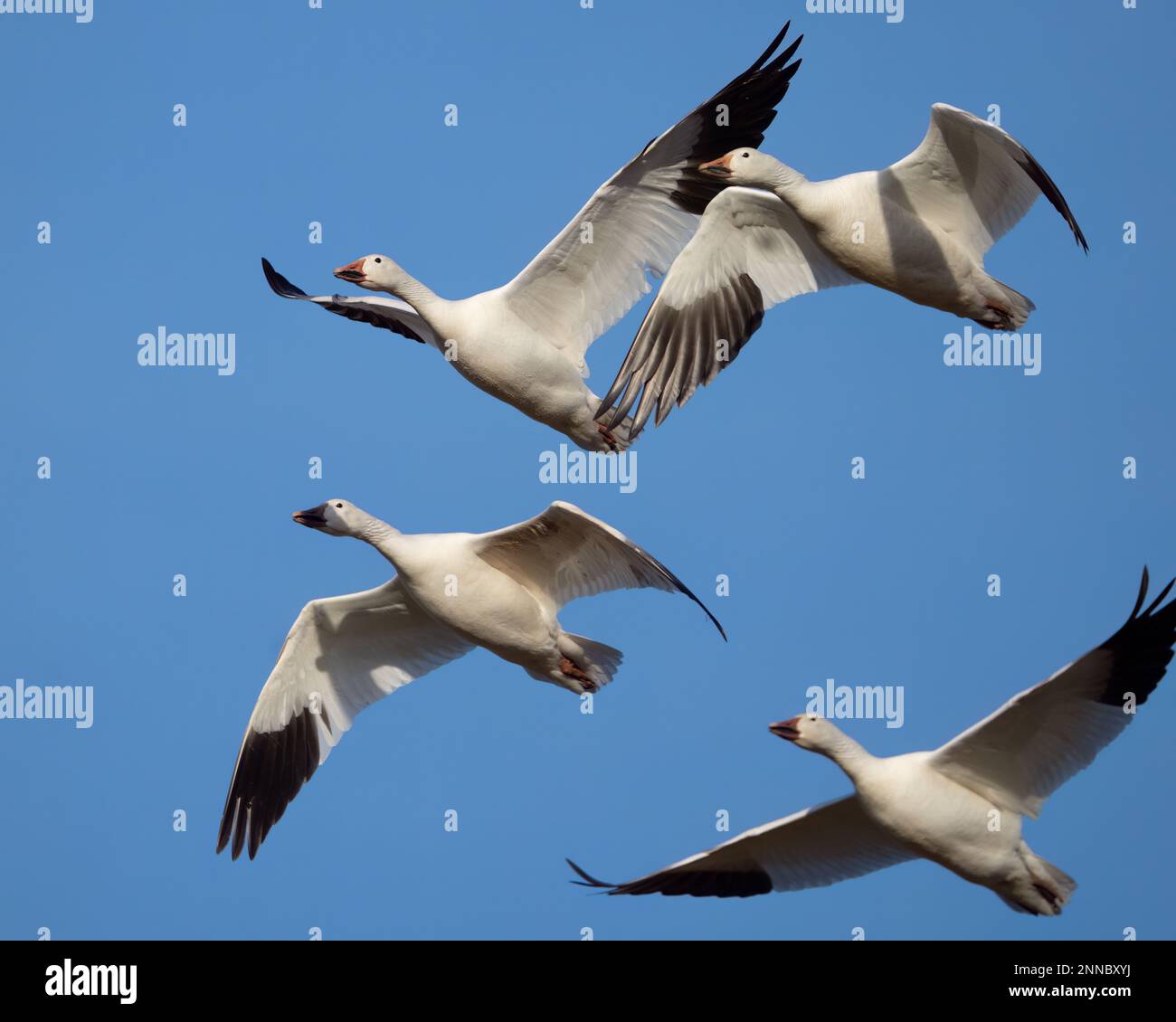 Schneegänse im Flug. Stockfoto