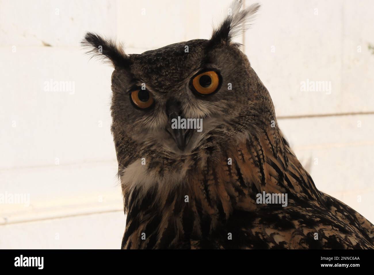 Eine große Eule mit einem auffälligen Gefieder und durchdringenden orangefarbenen Augen vor einem hellen Hintergrund Stockfoto