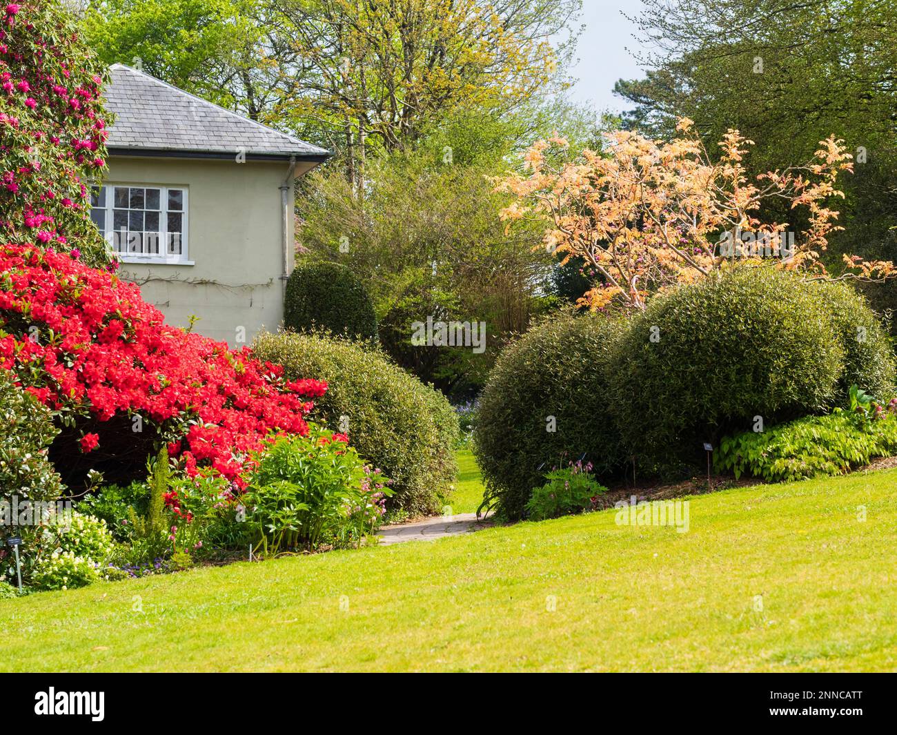 Blick auf das Gartenhaus, Buckland monachorum, Devon eingerahmt von Rhododendron 'Elizabeth' und Koelreuteria paniculata 'Coral Sun' Stockfoto