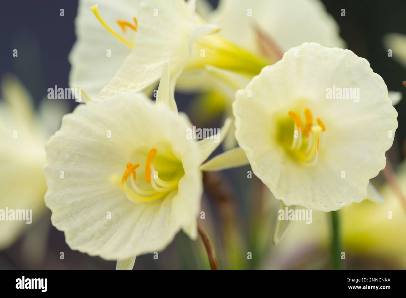 Narcissus Bulbocodium, Arctic Bells Stockfoto