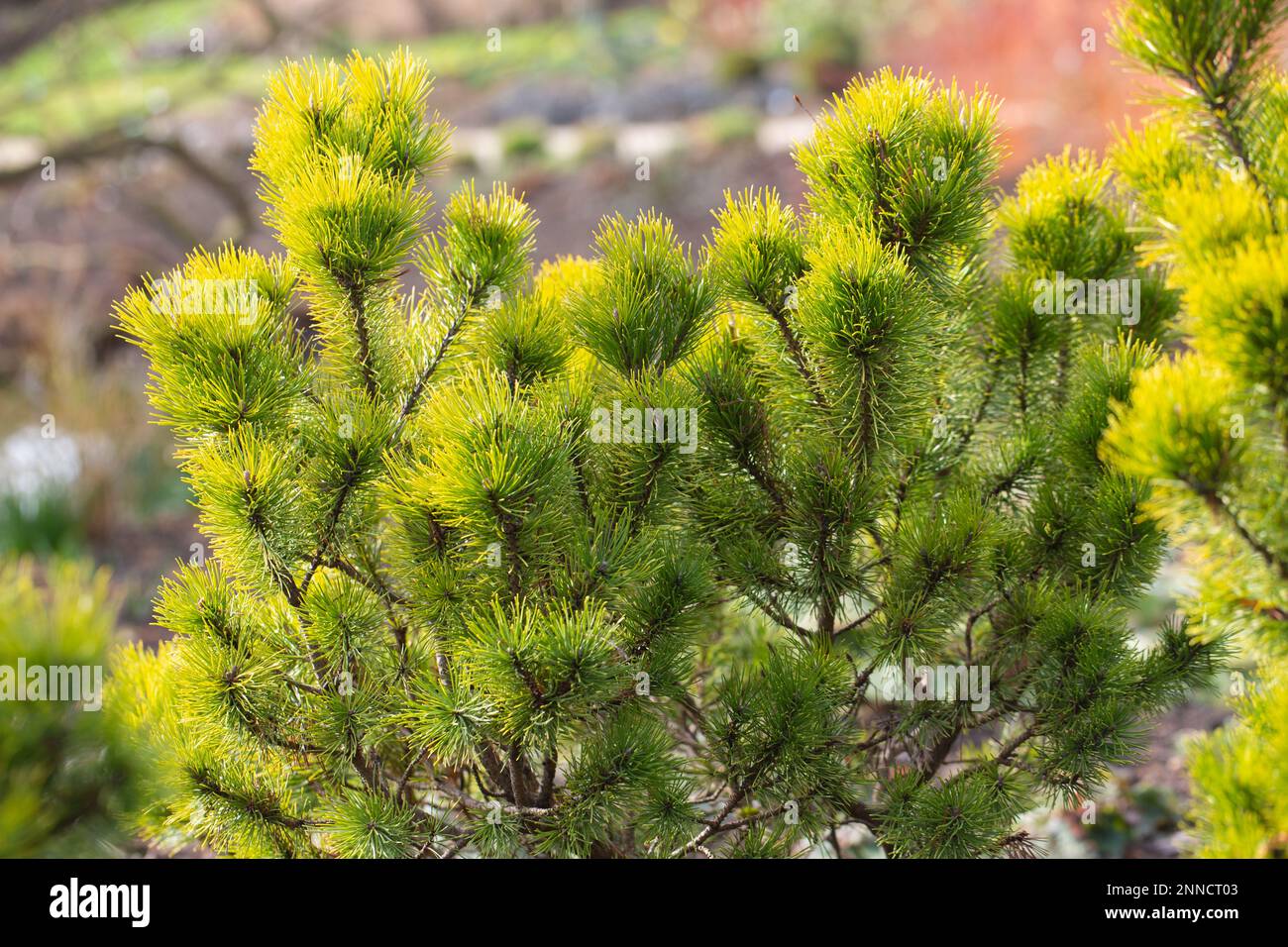 Zwerg Schweizer Bergkiefer, Pinus Mugo Ophir Stockfoto