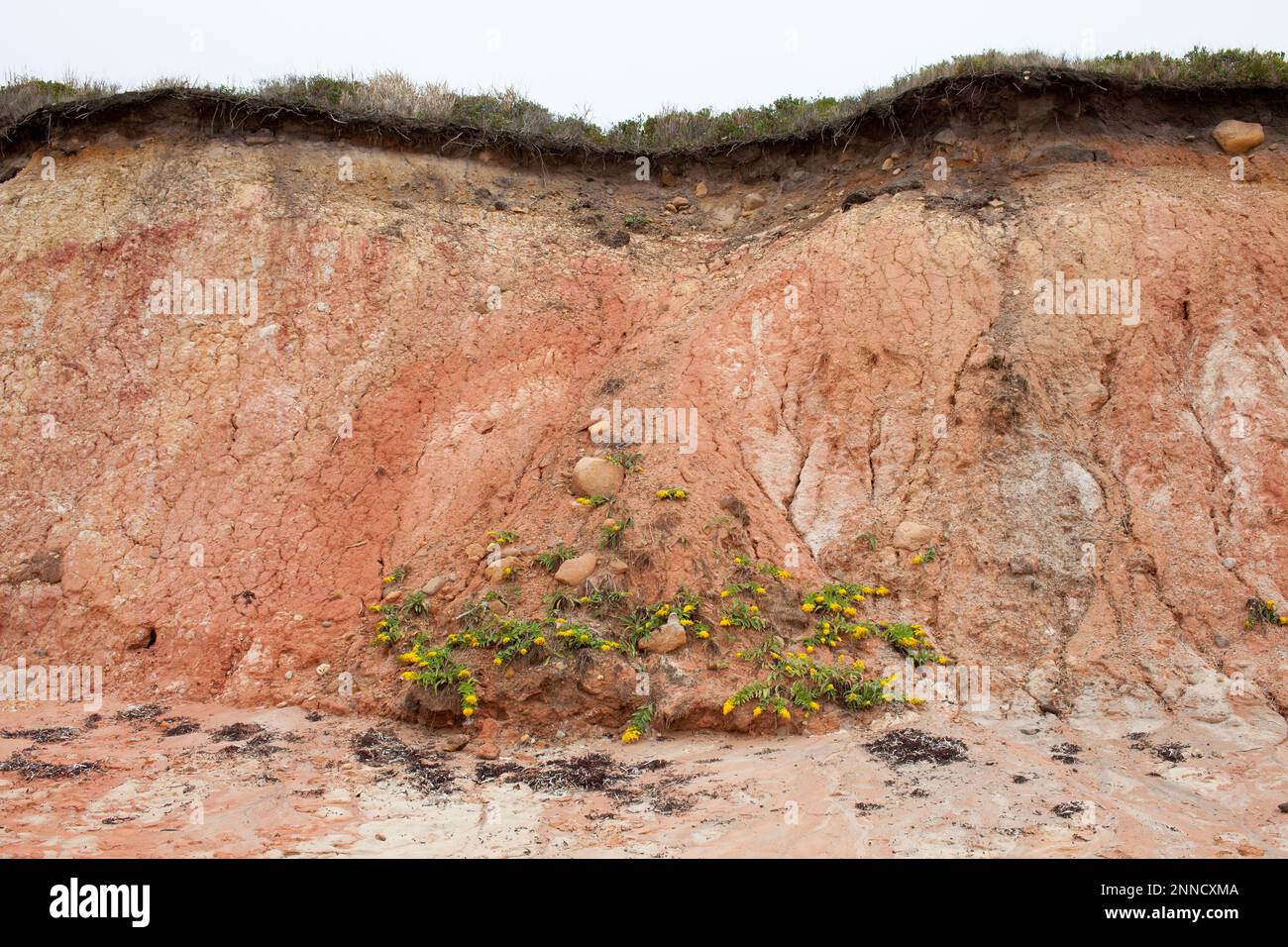 Beweise für Erosion, Martha's Vineyard Stockfoto
