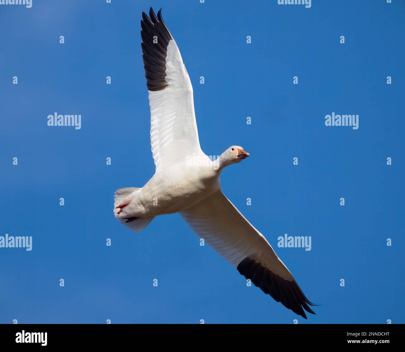 Eine Schneegänse, die über Middle Creek fliegt. Stockfoto