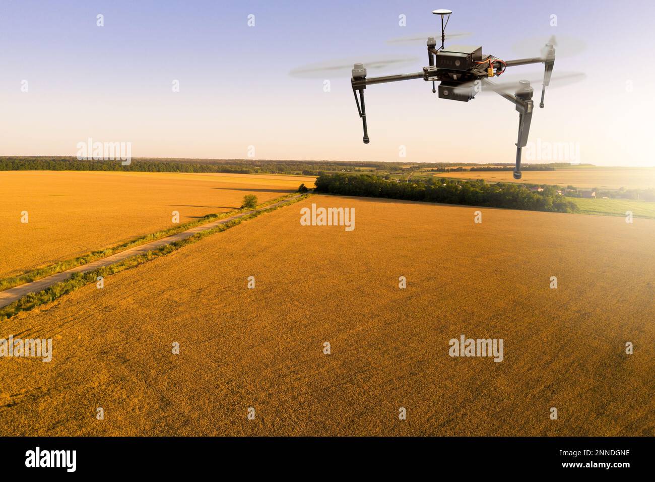 Die Drohne fliegt über das Weizenfeld. Intelligente Landwirtschaft und Präzisionslandwirtschaft Stockfoto