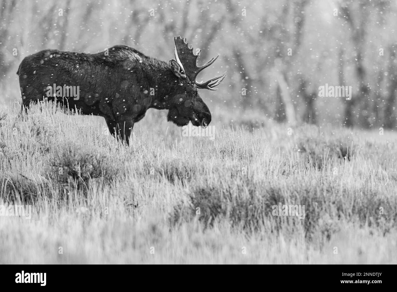 Bull Moose im Grand Teton National Park, Wyoming, USA. Stockfoto
