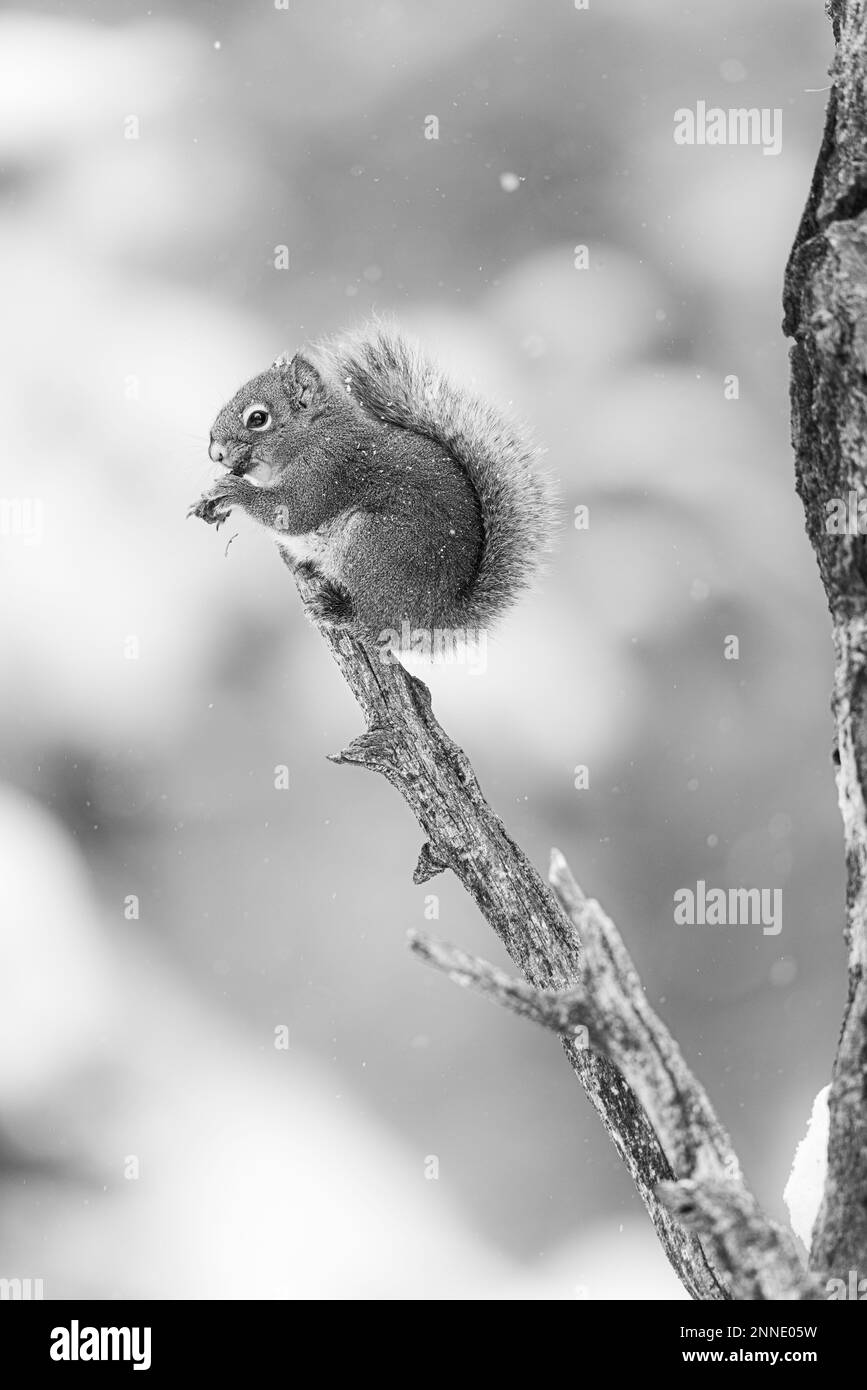 Rotes Eichhörnchen, das auf einem Baum sitzt. Stockfoto