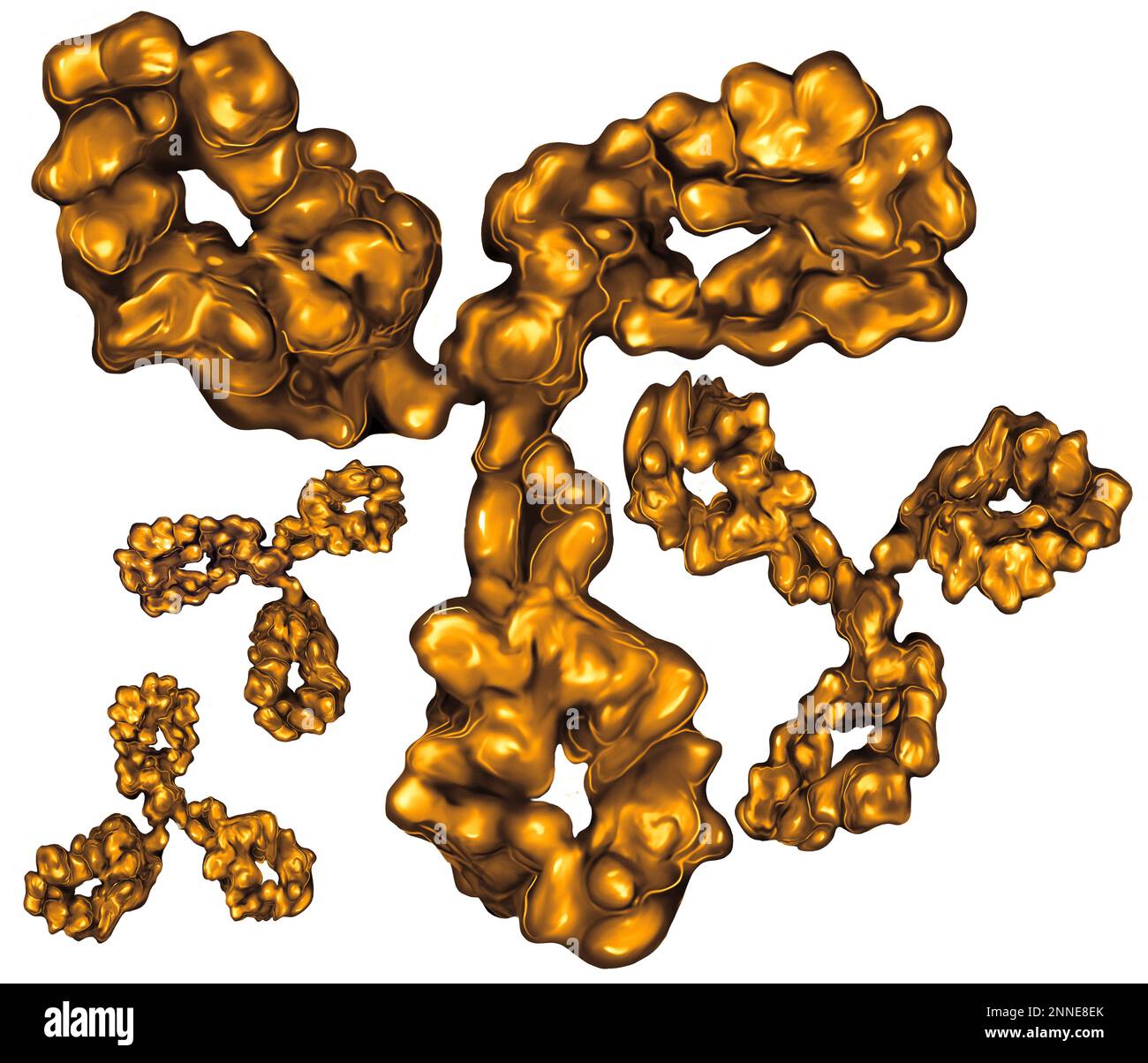 Humane Antikörper - Orange-Gold-Biowissenschaften-Antikörper auf weiß isoliert Stockfoto