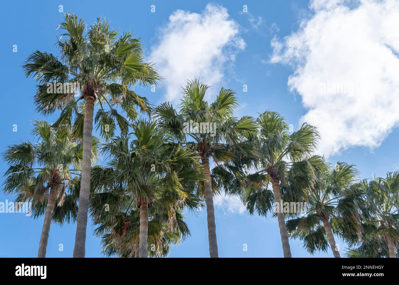 Palmen an einem sonnigen Morgen auf der Insel Mallorca. Das konzeptionelle Bild paradisiakaler Ferien Stockfoto