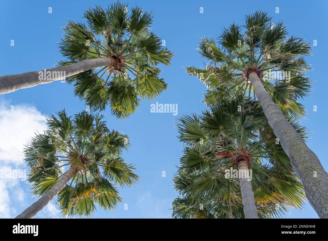 Palmen an einem sonnigen Morgen auf der Insel Mallorca. Das konzeptionelle Bild paradisiakaler Ferien Stockfoto