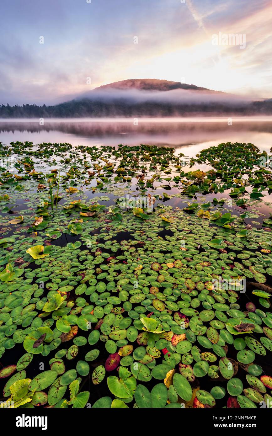 Lily Pads und Morgennebel am Red House Lake, Allegany State Park, Salamanca, Cattaraugus Co., NY Stockfoto