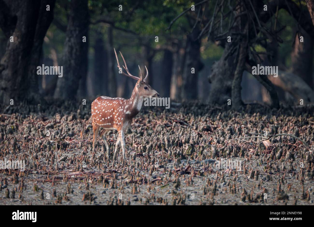 Wildes Hirsch, auch bekannt als geflecktes Hirsch und Achsenhirsch. Dieses Foto wurde von Sundarbans, Bangladesch, gemacht. Stockfoto