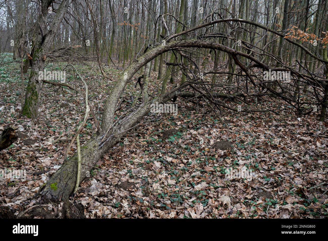 Schneeglöckchen und Schneeflocken blühen im Waldboden im frühen Frühjahr Niederschlesiens Polen Stockfoto