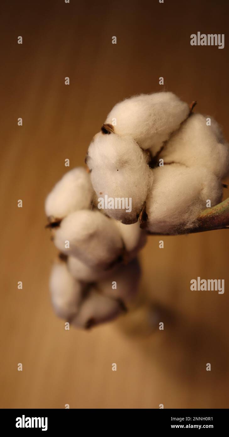 Ein Baumwollzweig-Nahbild. Weiße flauschige Baumwollkugeln bei Tageslicht. Ein verschwommener Hintergrund. Eine Baumwollfaser. Ein dekorativer Gegenstand in einem Raum. Stockfoto