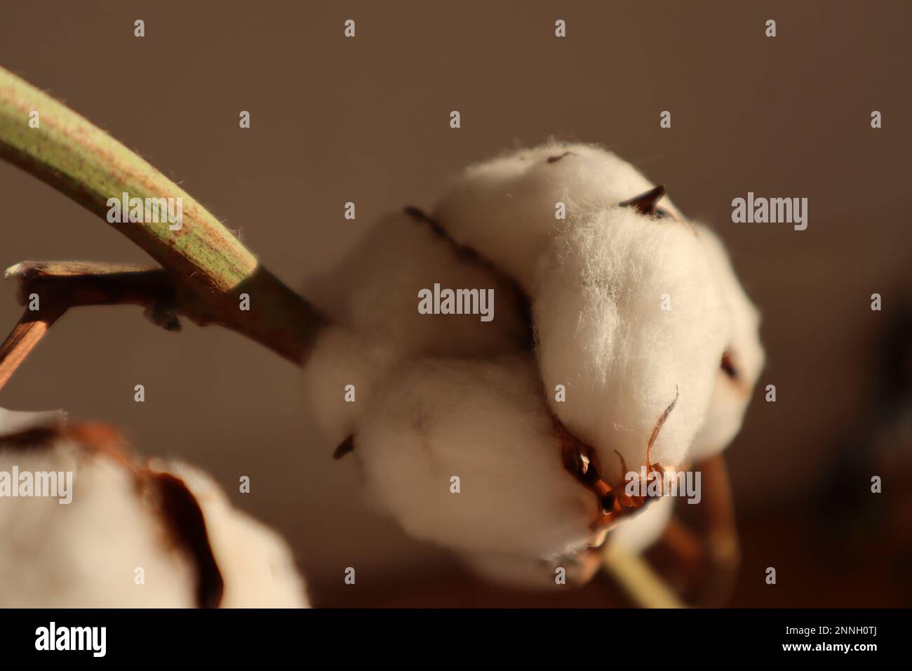 Ein Baumwollzweig-Nahbild. Weiße flauschige Baumwollkugeln bei Tageslicht. Ein verschwommener Hintergrund. Eine Baumwollfaser. Ein dekorativer Gegenstand in einem Raum. Stockfoto